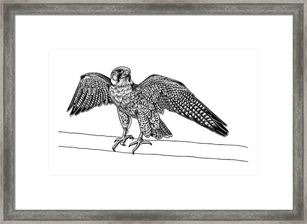 Black & White Feathered Falcon Picture Animal Art Falconry Bird Framed Print